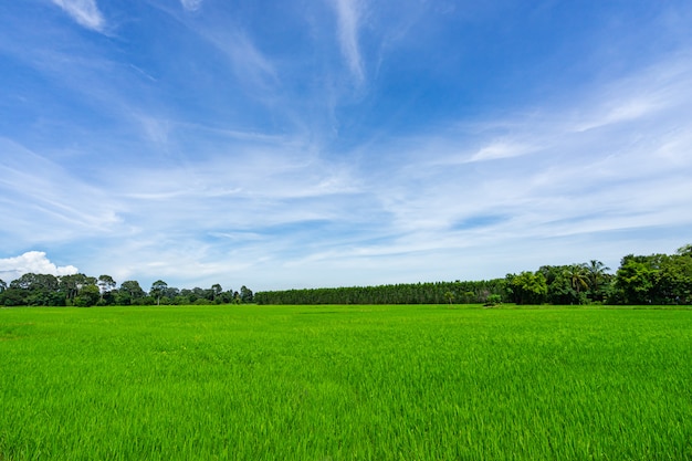 Paysage de pelouse et parc public vert