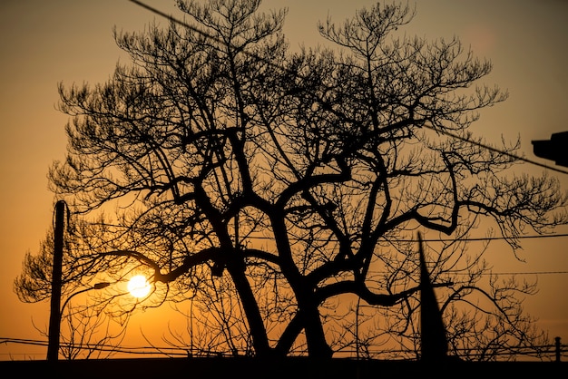 Paysage pendant le coucher du soleil avec la silhouette de l'arbre à l'heure orange