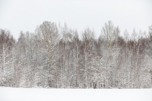 Paysage pendant le jour nuageux d'hiver des champs et des forêts couverts de neige