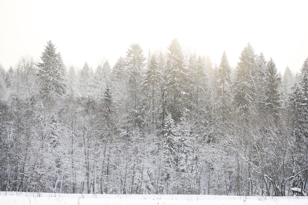Paysage pendant le jour nuageux d'hiver des champs et des forêts couverts de neige