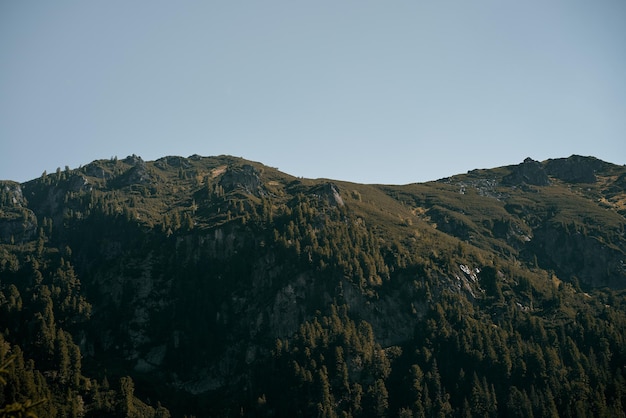 Paysage de pentes de montagne avec des sapins dans le brouillard à Zakopane Pologne