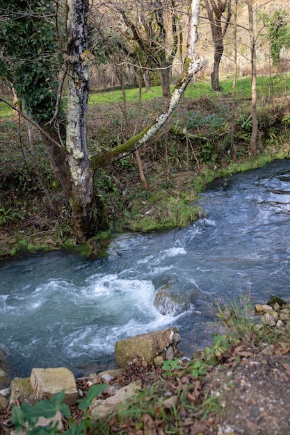 Paysage avec une petite rivière de montagne dans les fourrés tropicaux à la fin de l'automne