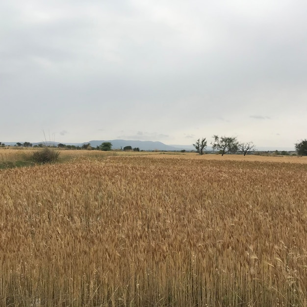 Photo paysage photo de la ferme d'été champ de blé récolte des cultures