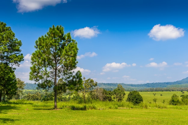 Photo paysage de pinède avec un ciel bleu et des nuages blancs au printemps après-midi