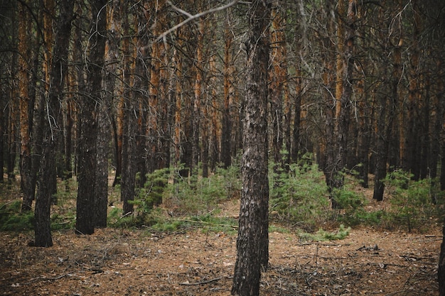 Paysage pinède nature et écologie propre