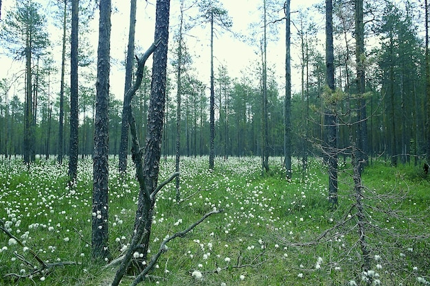 paysage pinède / taïga, forêt vierge, paysage nature été