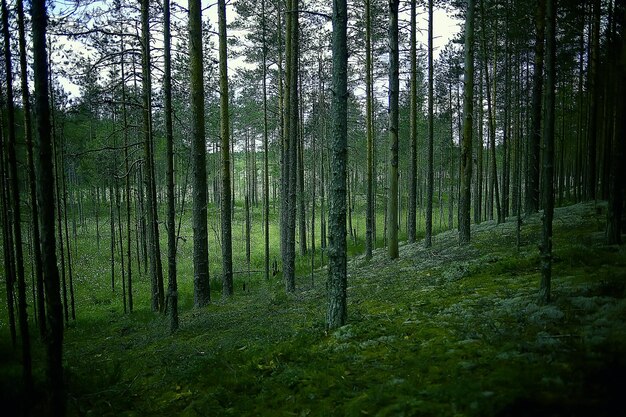 paysage pinède / taïga, forêt vierge, paysage nature été