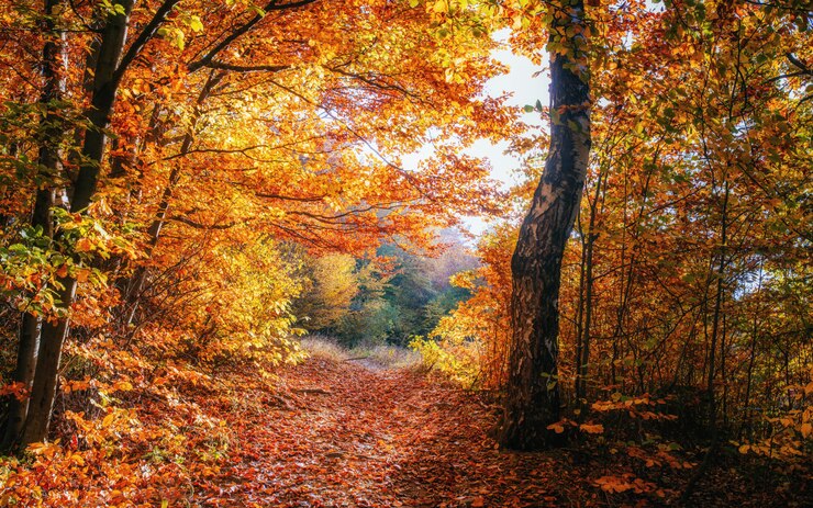 Photo paysage pittoresque de l'automne