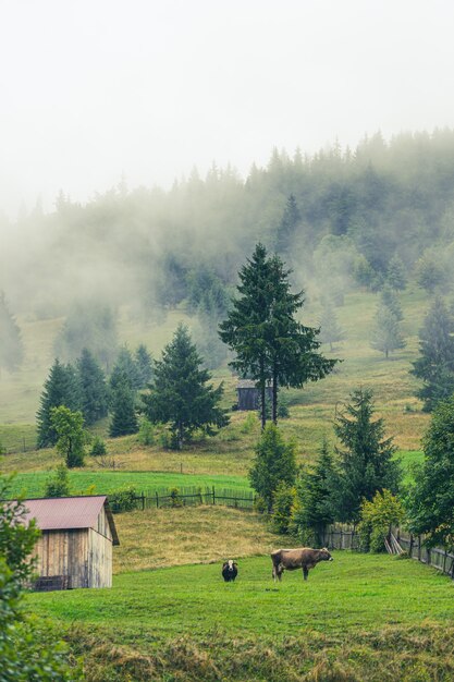 Paysage pittoresque dans la nature, la forêt et la colline.