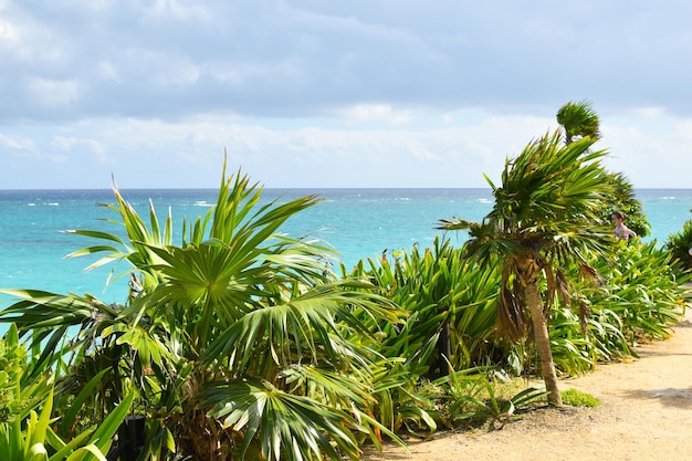 Paysage pittoresque de la mer tropicale Destination de vacances touristiques avec palmiers et mer