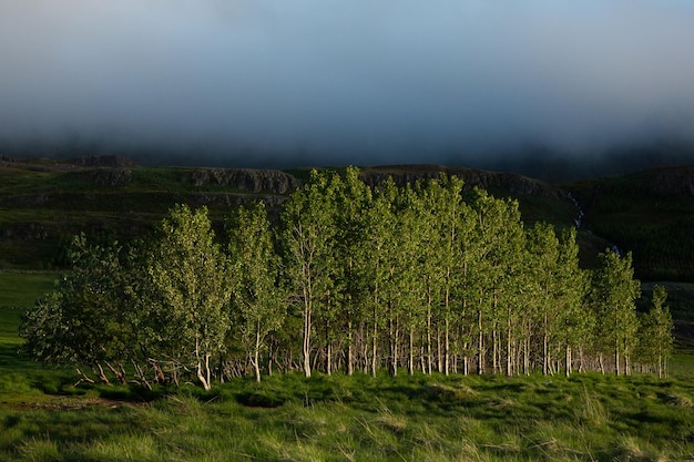 Paysage pittoresque avec une nature verdoyante en Islande pendant l'été.