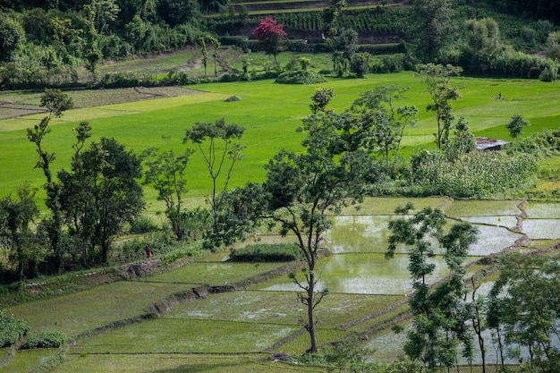 Le paysage pittoresque d'une rizière