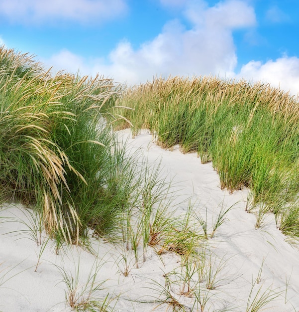 Paysage de plage de dunes de sable sous un espace de copie de ciel bleu nuageux sur la côte ouest du Jutland à Loekken Danemark Gros plan de touffes d'herbe verte poussant sur une plage déserte pendant une journée d'été ensoleillée