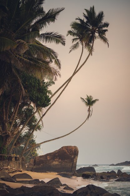 Le Paysage Plage Sur L'océan Beau Paysage Océan Et Palmiers