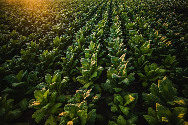 Paysage d'une plantation de tabac avec la lumière du soleil au coucher du soleil