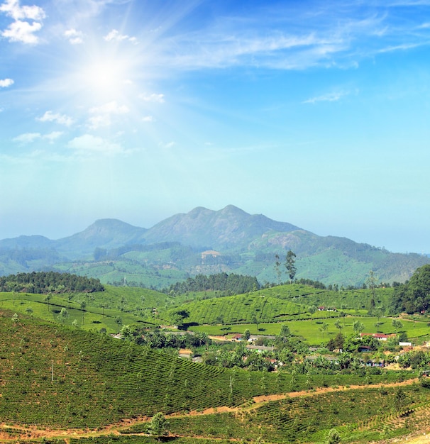 Paysage de plantation de thé de montagne en Inde