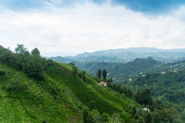 Paysage de plantation de thé, Rize, Turquie