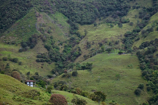 Paysage avec des plantations de café. Colombie.