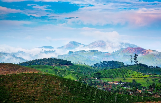 Paysage des plantations de thé en Inde, Kerala Munnar.