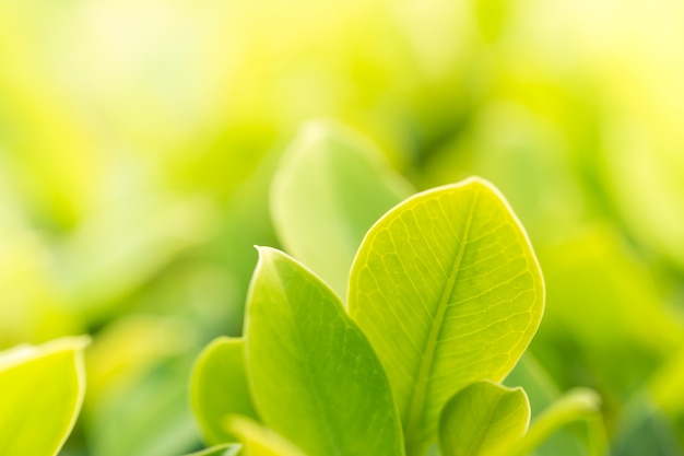 Paysage de plantes naturelles pour le fond, papier peint.