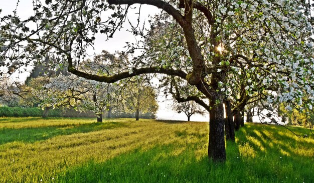 Paysage avec des pommiers en fleurs sur un pré vert au soleil