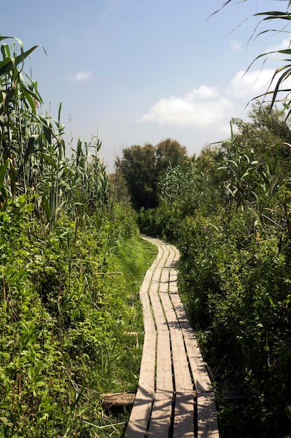 Paysage avec des ponts en bois