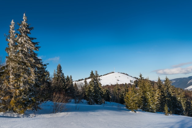 Photo paysage positif envoûtant de grands sapins élancés