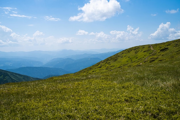 Paysage de prairie alpine en été