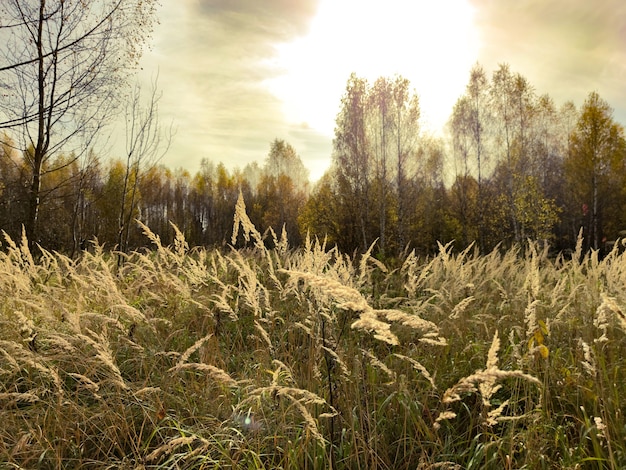 Paysage de prairie de champ d'automne