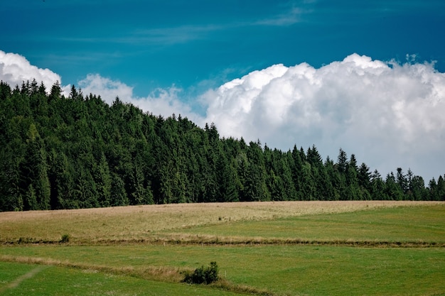 Paysage de prairie avec fond de ciel bleu et de grands arbres