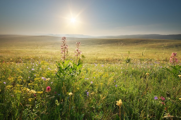 Paysage de prairie nature matin