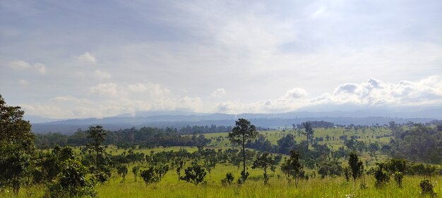 Paysage de prairies et d'arbres dans le parc national de Thung Salaeng Luang province de Phetchabun en Thaïlande.