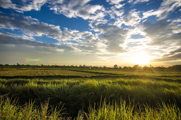 Paysage pré et coucher de soleil