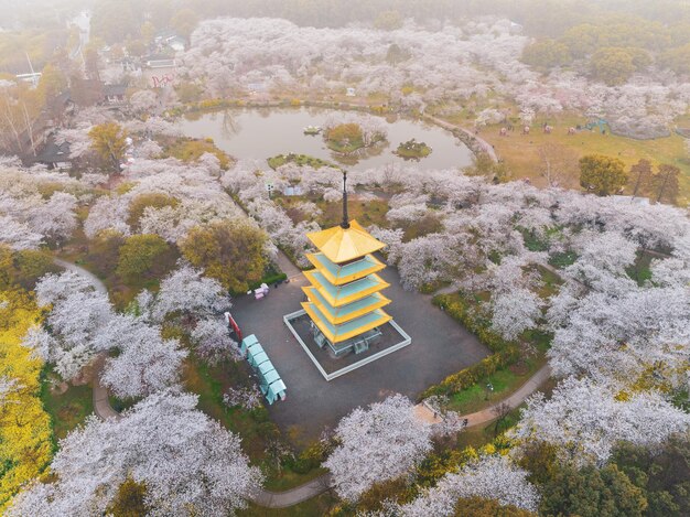 Paysage printanier du jardin de fleurs de cerisier du lac Est à Wuhan Hubei Chine