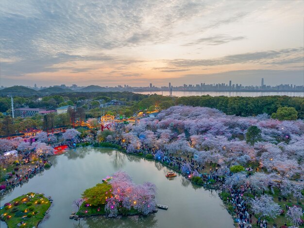 Paysage printanier du jardin de fleurs de cerisier du lac Est à Wuhan Hubei Chine