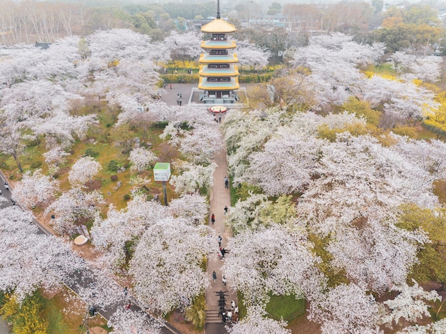 Paysage printanier du jardin de fleurs de cerisier du lac Est à Wuhan Hubei Chine