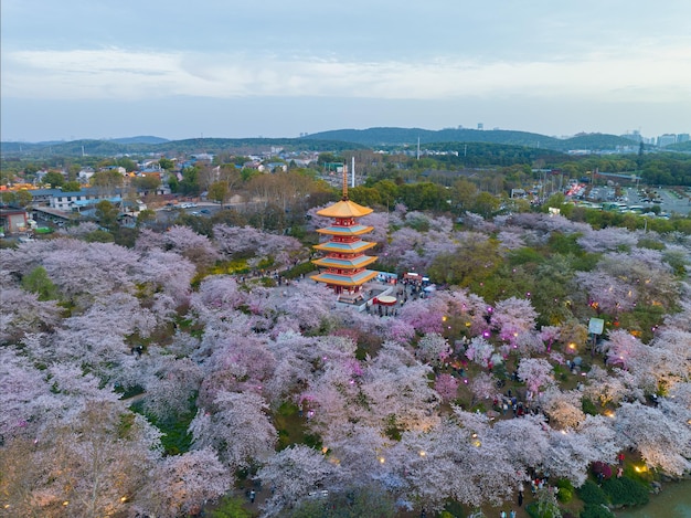 Paysage printanier du jardin de fleurs de cerisier du lac Est à Wuhan Hubei Chine