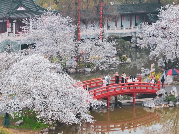 Paysage printanier du jardin de fleurs de cerisier du lac Est à Wuhan Hubei Chine