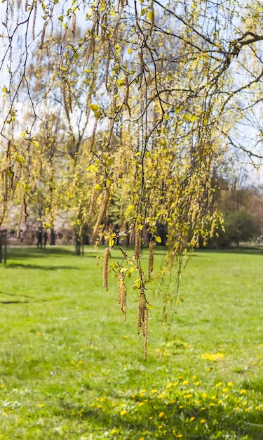 Paysage de printemps Arbres dans un parc