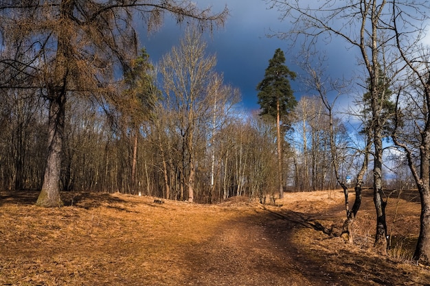 Paysage de printemps au parc en avril.