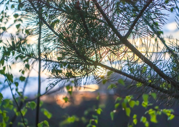 Paysage de printemps à la campagne.