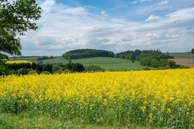 Paysage de printemps avec champ de colza