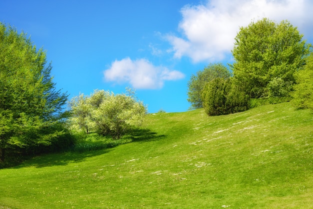 Paysage de printemps avec des feuilles fraîches et de l'herbe verte