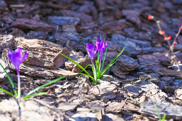 Paysage de printemps. Fleur de crocus parmi l'écorce de la forêt. Concept de floraison