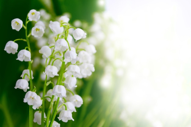 Paysage de printemps fleurs muguet