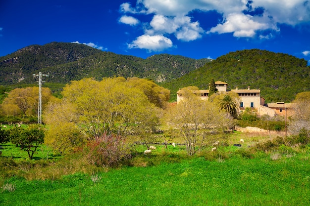 Paysage de printemps à Majorque