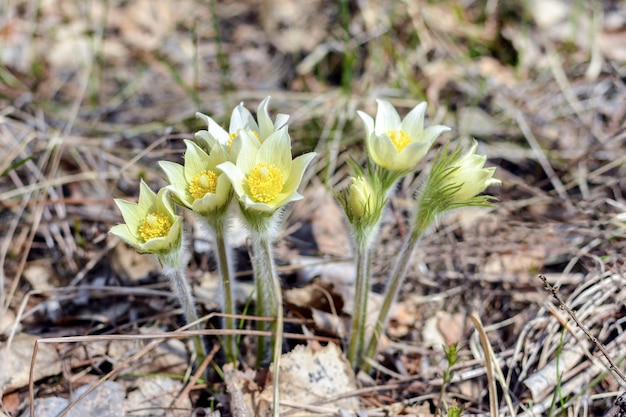 Paysage de printemps. Les perce-neige poussent dans une clairière dans une forêt sauvage.