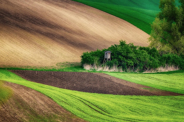 Paysage de printemps rural