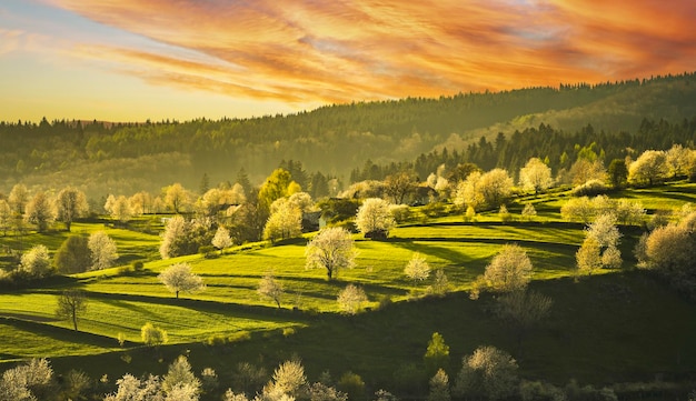 Paysage de printemps en Slovaquie Polana région Hrinova printemps vert collines rurales paysage champs arbres en fleurs agriculture biologique