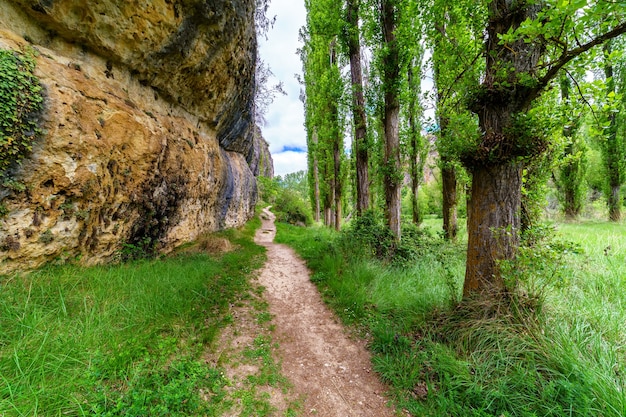 Paysage de printemps vert avec de grands arbres et des parois rocheuses avec un chemin de terre parmi la végétation. Rivière DuratÃƒÂ³n, Sepulveda, Ségovie. Espagne.